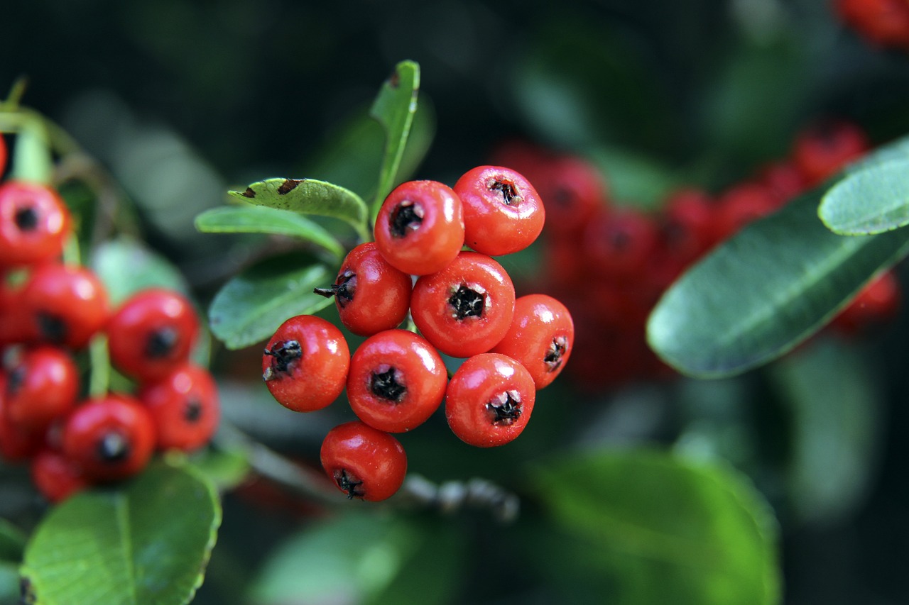 从职业球员 从职业球员